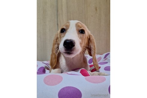 成約済の神奈川県のミックス犬-318209の6枚目