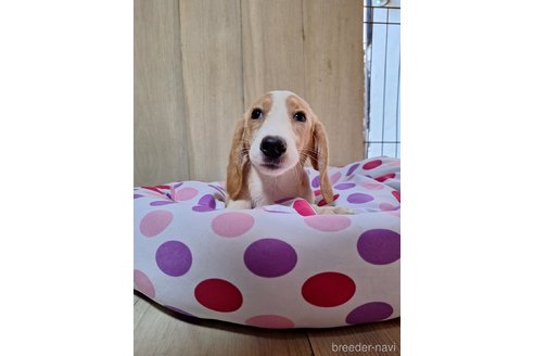 成約済の神奈川県のミックス犬-318209の4枚目