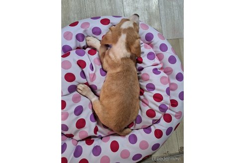 成約済の神奈川県のミックス犬-318209の2枚目