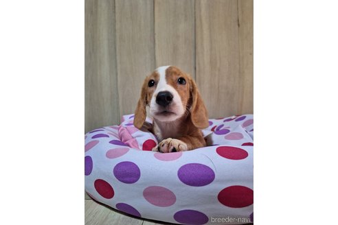 成約済の神奈川県のミックス犬-318210の6枚目