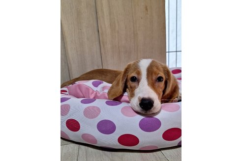 成約済の神奈川県のミックス犬-318210の3枚目