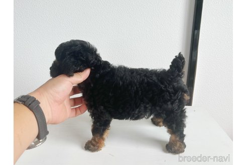 成約済の千葉県のトイプードル-336073の2枚目