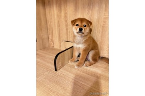 成約済の大阪府の柴犬-336080の2枚目