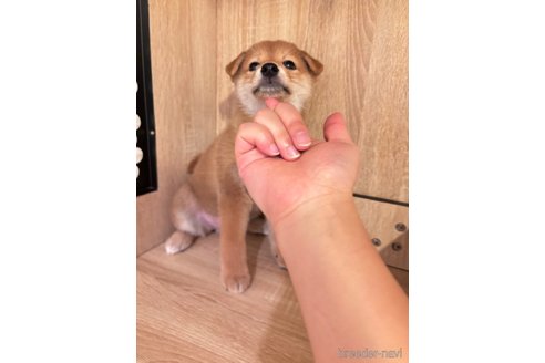 成約済の大阪府の柴犬-336080の3枚目