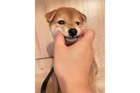 成約済の大阪府の柴犬-336080の4枚目