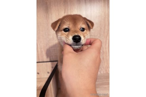 成約済の大阪府の柴犬-336080の5枚目