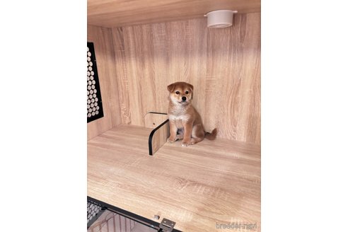 成約済の大阪府の柴犬-336080の6枚目