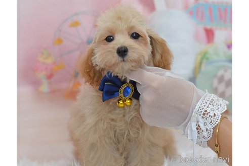 成約済の埼玉県のミックス犬-320206の20枚目