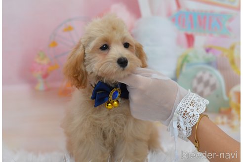 成約済の埼玉県のミックス犬-320206の19枚目