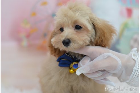 成約済の埼玉県のミックス犬-320206の18枚目