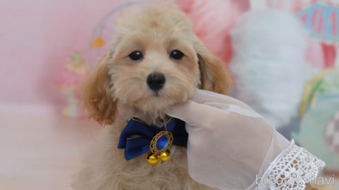 成約済の埼玉県のミックス犬-320206の16枚目