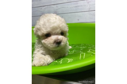 成約済の福島県のマルプー:マルチーズ×トイプードル-336092の2枚目