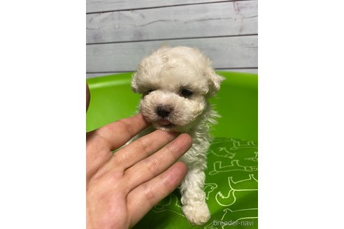 成約済の福島県のマルプー:マルチーズ×トイプードル-336093の4枚目