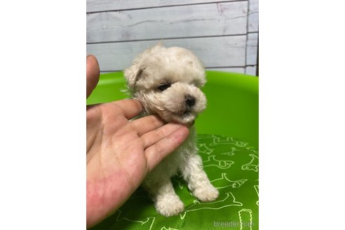 成約済の福島県のマルプー:マルチーズ×トイプードル-336093の3枚目