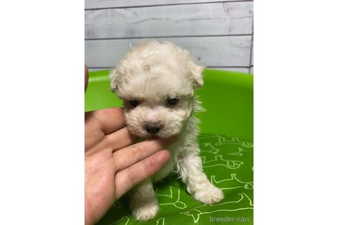 成約済の福島県のマルプー:マルチーズ×トイプードル-336093の2枚目