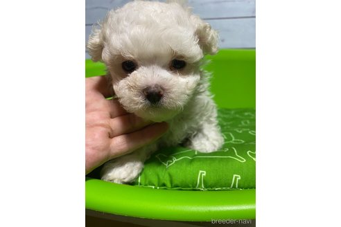 成約済の福島県のマルプー:マルチーズ×トイプードル-336094の5枚目