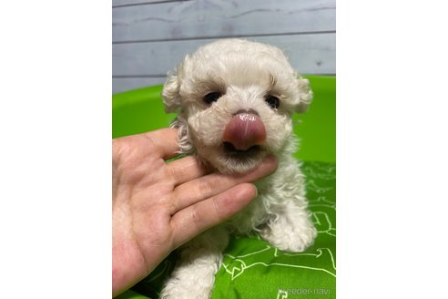成約済の福島県のマルプー:マルチーズ×トイプードル-336094の2枚目