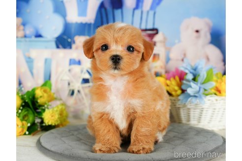 成約済の千葉県のマルプー:マルチーズ×トイプードル-336102の3枚目