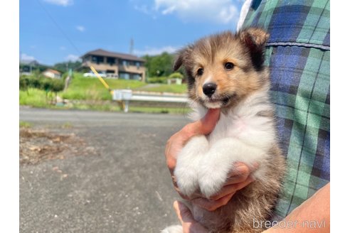 成約済の三重県のシェットランドシープドッグ(シェルティ)-336130の5枚目
