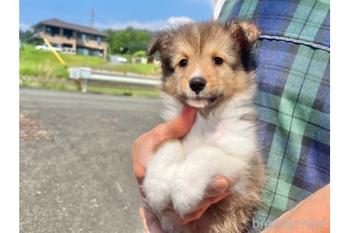 成約済の三重県のシェットランドシープドッグ(シェルティ)-336130の6枚目