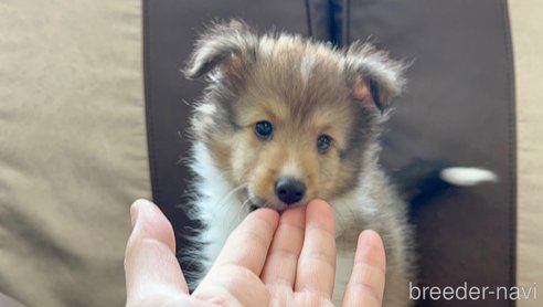 成約済の三重県のシェットランドシープドッグ(シェルティ)-336130の3枚目