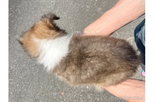 成約済の三重県のシェットランドシープドッグ(シェルティ)-336130の4枚目