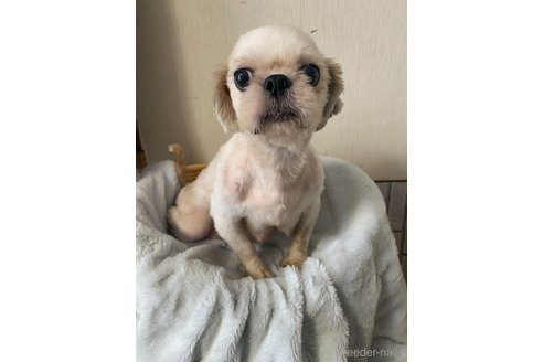 つうちゃんちゃん1枚目