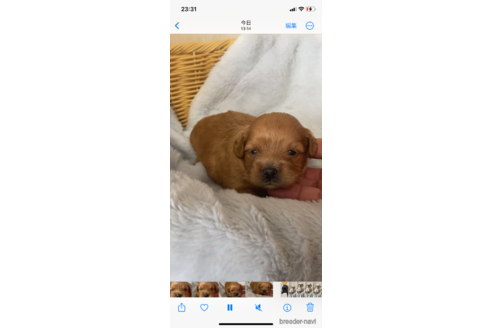成約済の岡山県のミックス犬-336152の13枚目