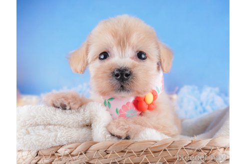 成約済ののミックス犬-336159