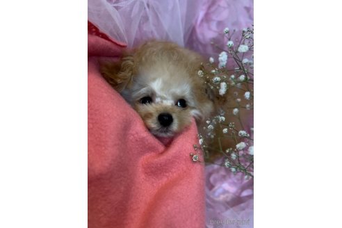 成約済の香川県のティーカッププードル-328854の21枚目
