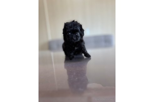 成約済の静岡県のチワプー:チワワ×トイプードル-336173の2枚目