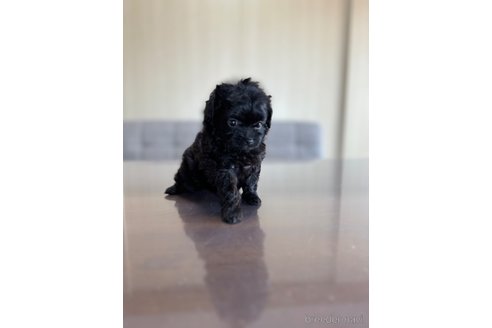 成約済の静岡県のチワプー:チワワ×トイプードル-336173の1枚目