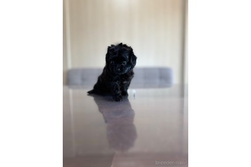 成約済の静岡県のチワプー:チワワ×トイプードル-336173の3枚目