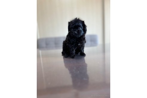 成約済の静岡県のチワプー:チワワ×トイプードル-336173の4枚目