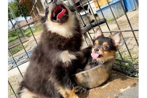 成約済の茨城県のポメラニアン-316315の6枚目