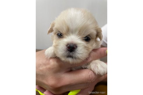 成約済の滋賀県のミックス犬-334566の30枚目