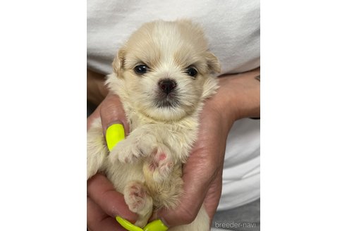 成約済の滋賀県のミックス犬-334566の28枚目