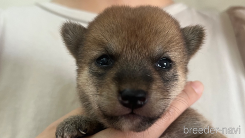 成約済の熊本県の豆柴-335591の1枚目