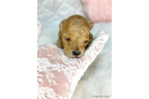 成約済の埼玉県のティーカッププードル-336198の11枚目
