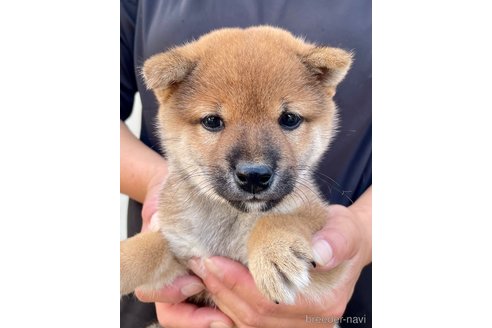 成約済の熊本県の柴犬-330564の2枚目
