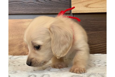 成約済の大分県のカニンヘンダックスフンド(ロングヘアード)-336279の23枚目