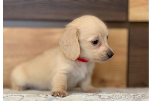 成約済の大分県のカニンヘンダックスフンド(ロングヘアード)-336279の21枚目