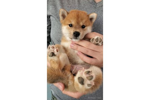 成約済の大阪府の柴犬-331219の4枚目