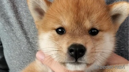 成約済の大阪府の柴犬-331219の3枚目
