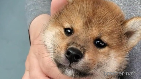 成約済の大阪府の柴犬-331222の4枚目