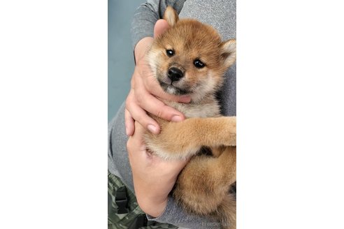 成約済の大阪府の柴犬-331222の3枚目