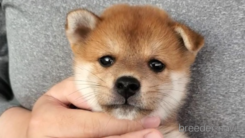 成約済の大阪府の柴犬-331221の4枚目