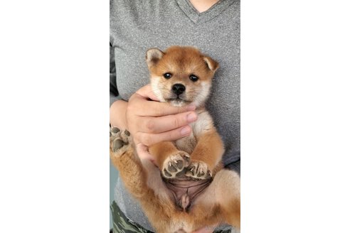 成約済の大阪府の柴犬-331221の3枚目