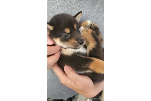 成約済の大阪府の柴犬-331220の4枚目