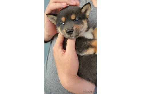 成約済の大阪府の柴犬-331220の5枚目